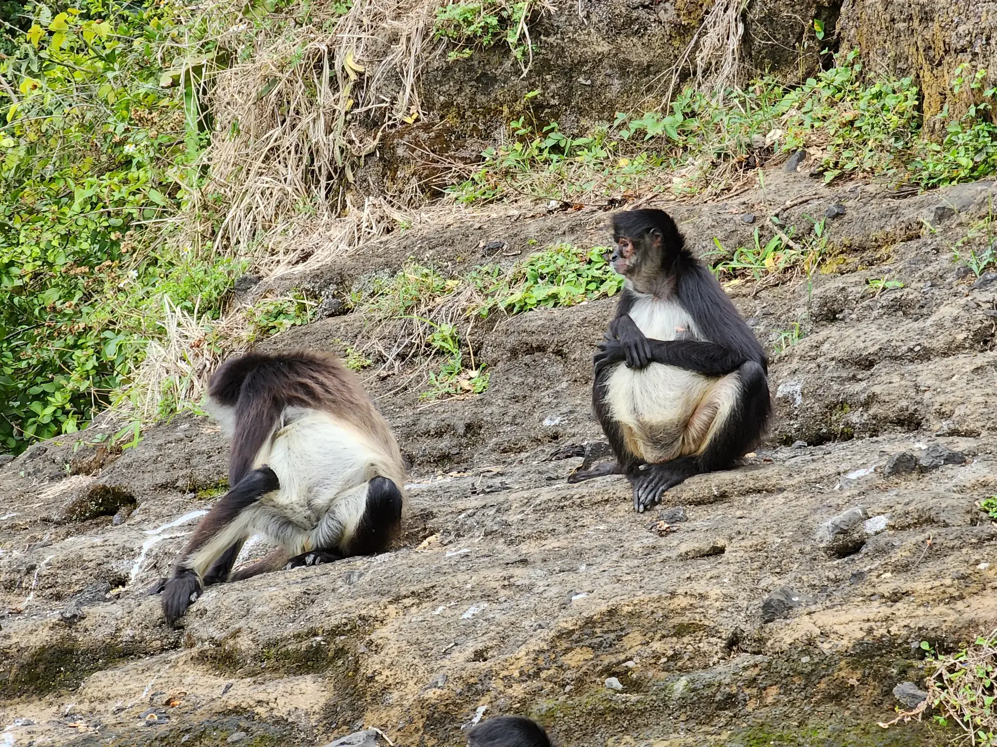 Monos a la orilla del Lago de Catemaco, observados desde la lancha, en Los Tuxtlas, Veracruz