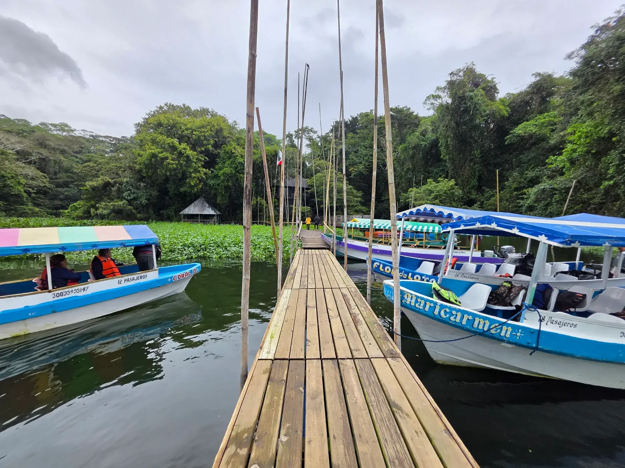 Lanchas amarradas en el muelle del Lago de Catemaco entre lirios acuáticos, en Los Tuxtlas, Veracruz