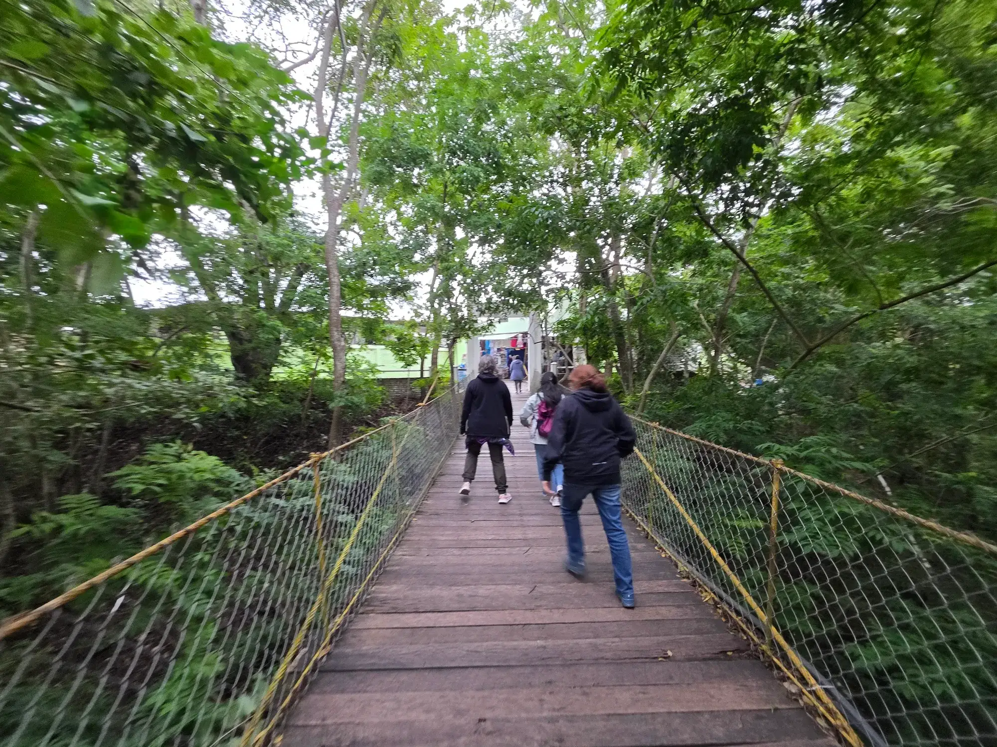 Puente de madera entre la vegetación camino al mirador del Salto de Eyipantla, en San Andrés Tuxtla, Veracruz