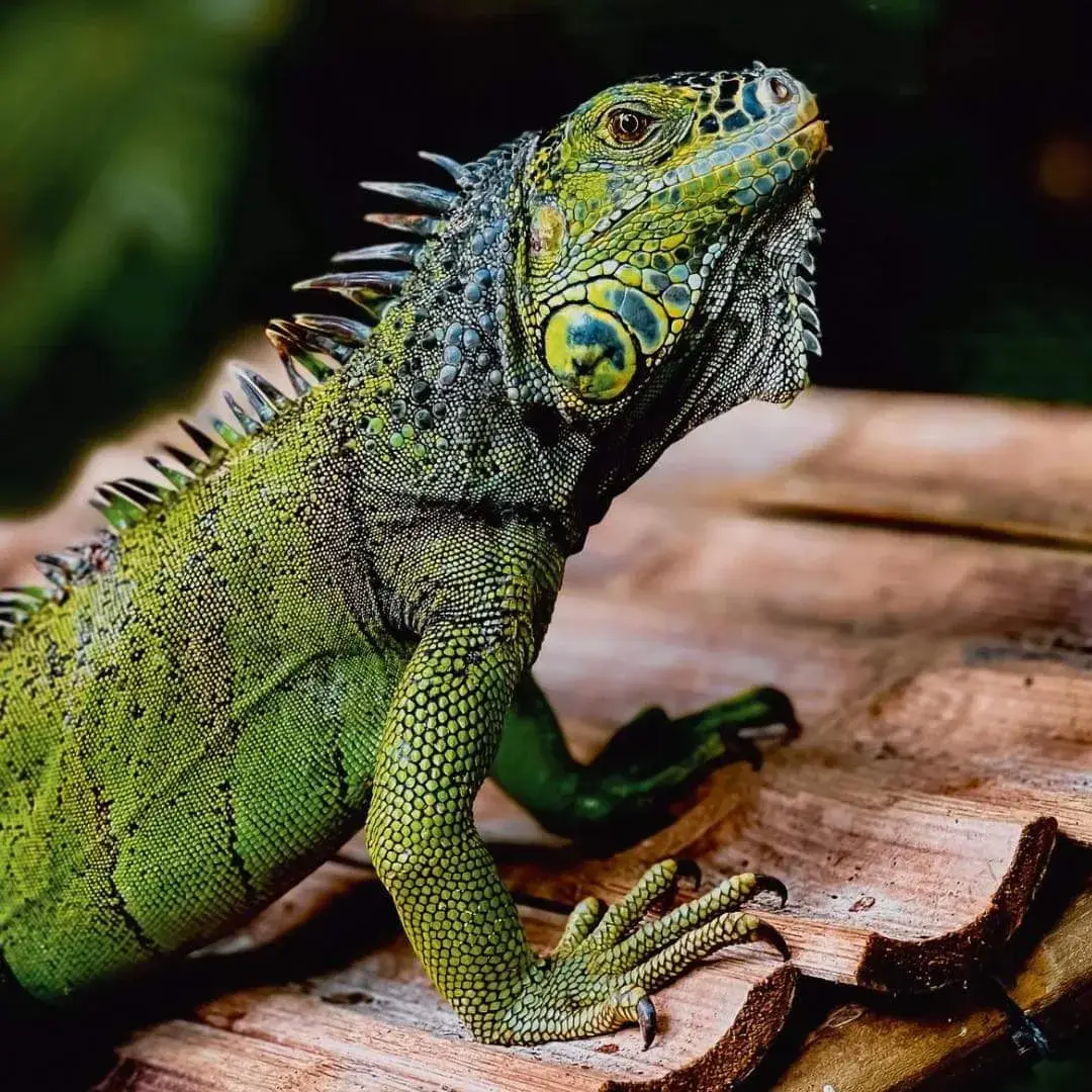 Iguana verde sobre un tronco en la selva de la reserva de Nanciyaga, Catemaco, Veracruz