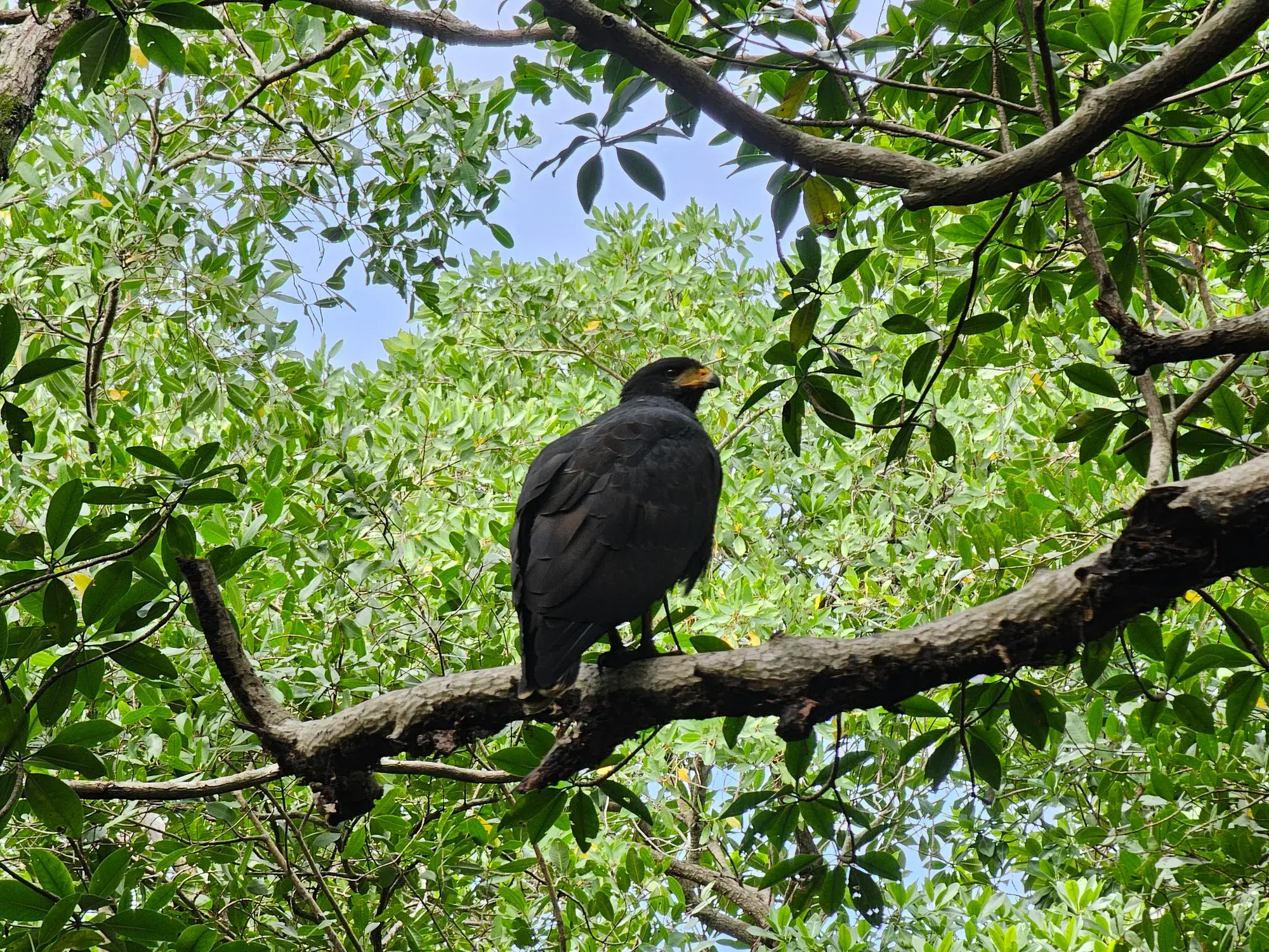 Gavilán negro posado en una rama del manglar de Sontecomapan, en la reserva de Los Tuxtlas, Veracruz