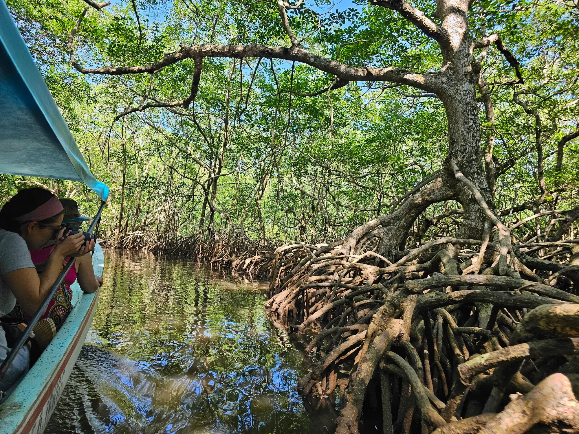 Túnel de manglar en la Laguna de Sontecomapan: raíces y ramas cerrándose sobre el agua, vistas desde la lancha, en Los Tuxtlas, Veracruz